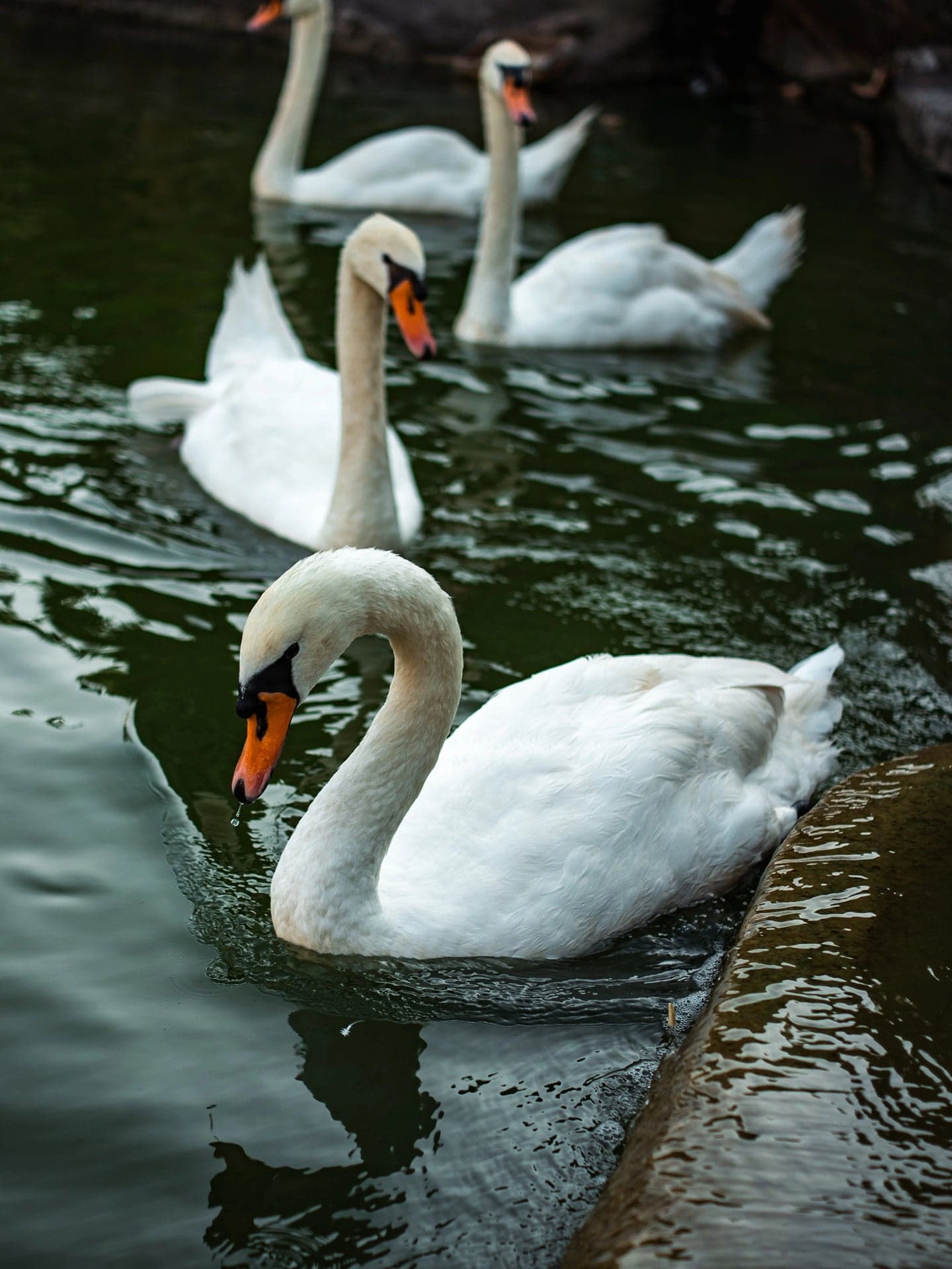 Пример снимка с объектива ТТартизан 40мм